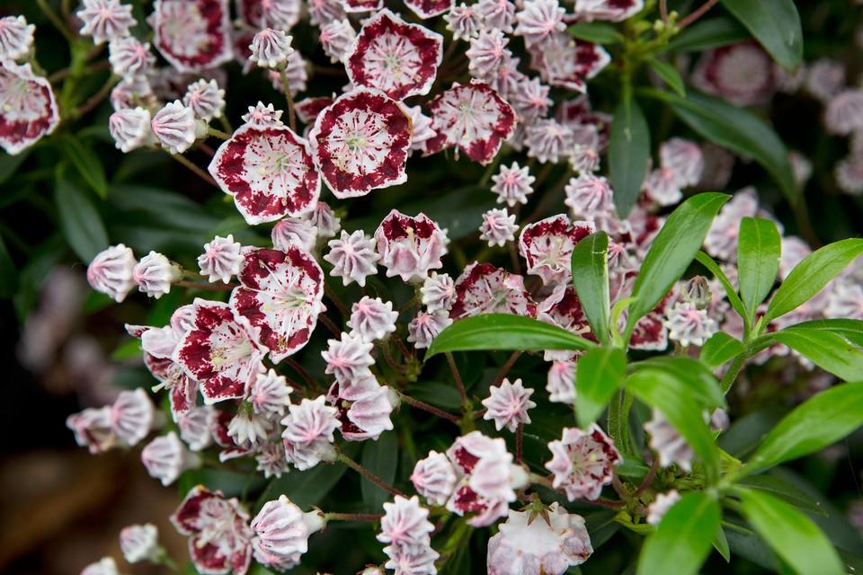 Kalmia Latifolia Minuet - View 16 from www redcrocus com