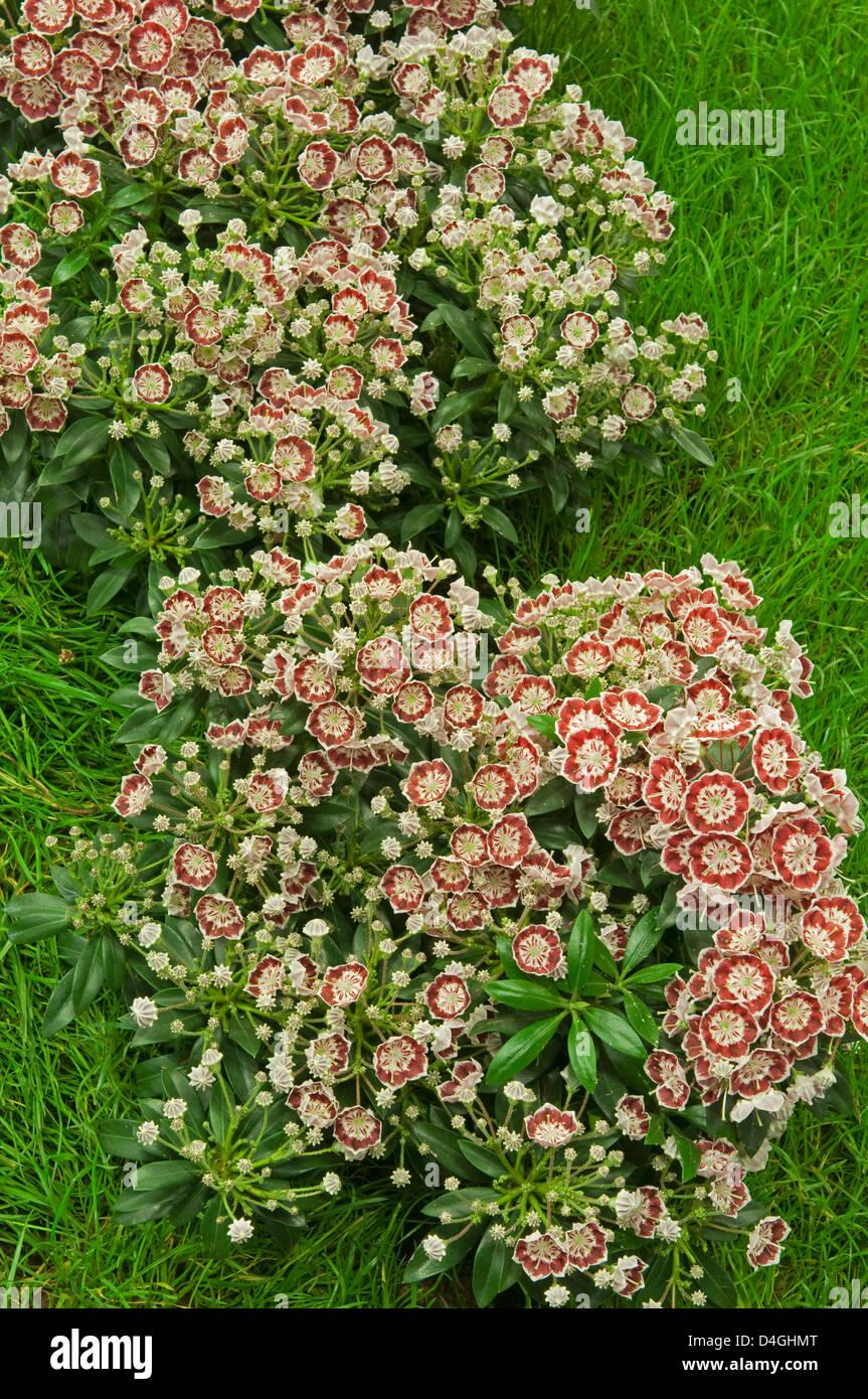 Kalmia Latifolia Minuet - View 18 from www redcrocus com