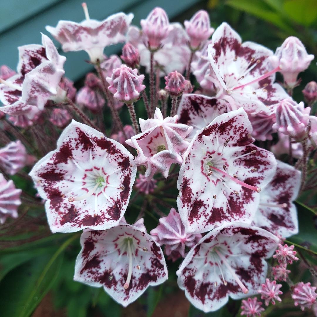 Kalmia Latifolia Minuet - View 19 from www redcrocus com