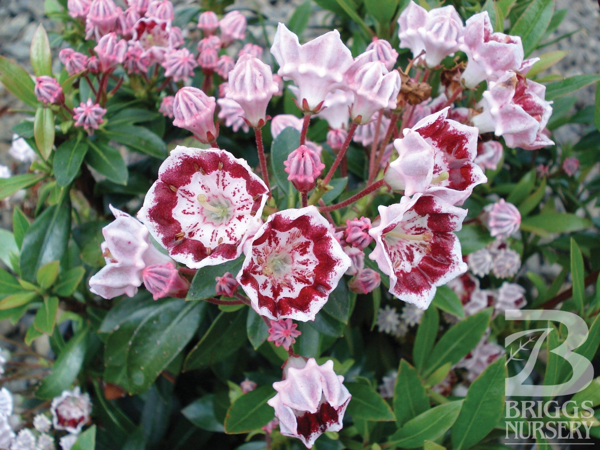 Kalmia Latifolia Minuet - View 1 from www redcrocus com