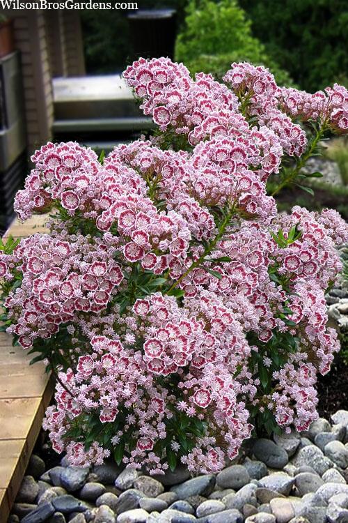 Kalmia Latifolia Minuet - View 2 from www redcrocus com