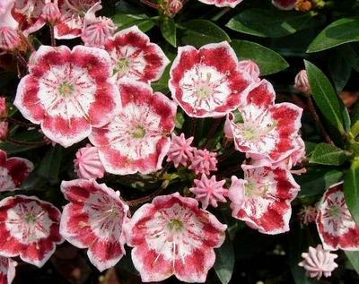 Kalmia Latifolia Minuet - View 3 from www redcrocus com
