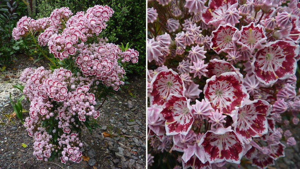 Kalmia Latifolia Minuet - View 4 from www redcrocus com