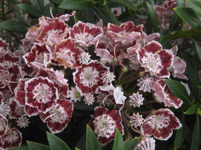 Kalmia Latifolia Minuet - View 5 from www redcrocus com