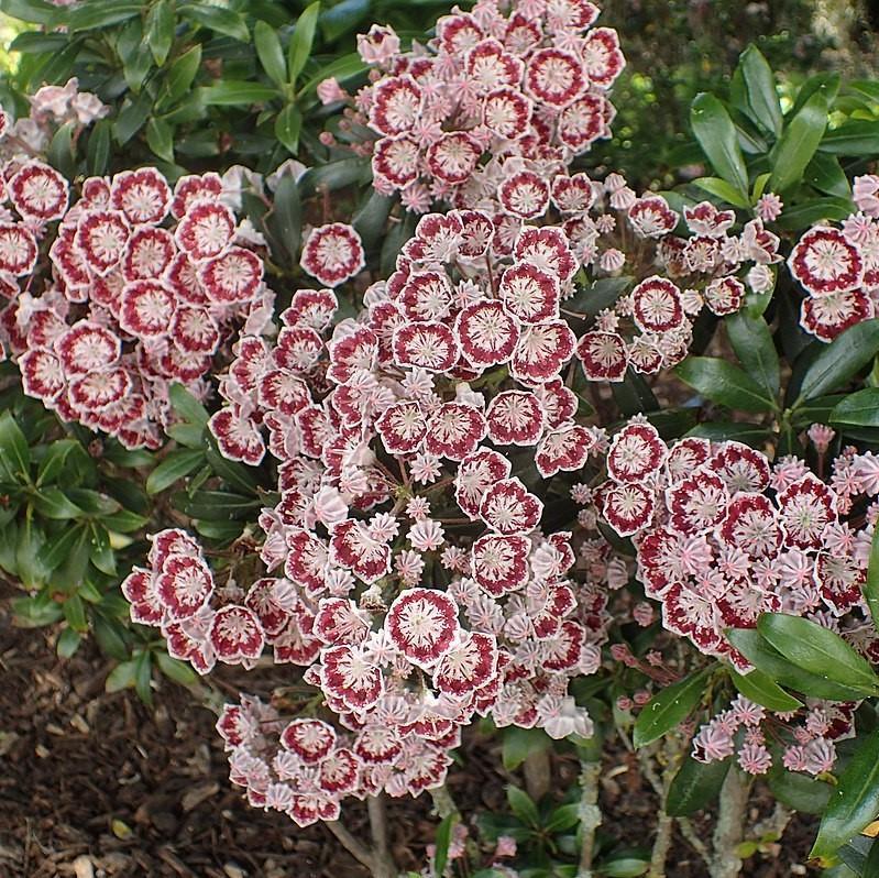 Kalmia Latifolia Minuet - View 6 from www redcrocus com