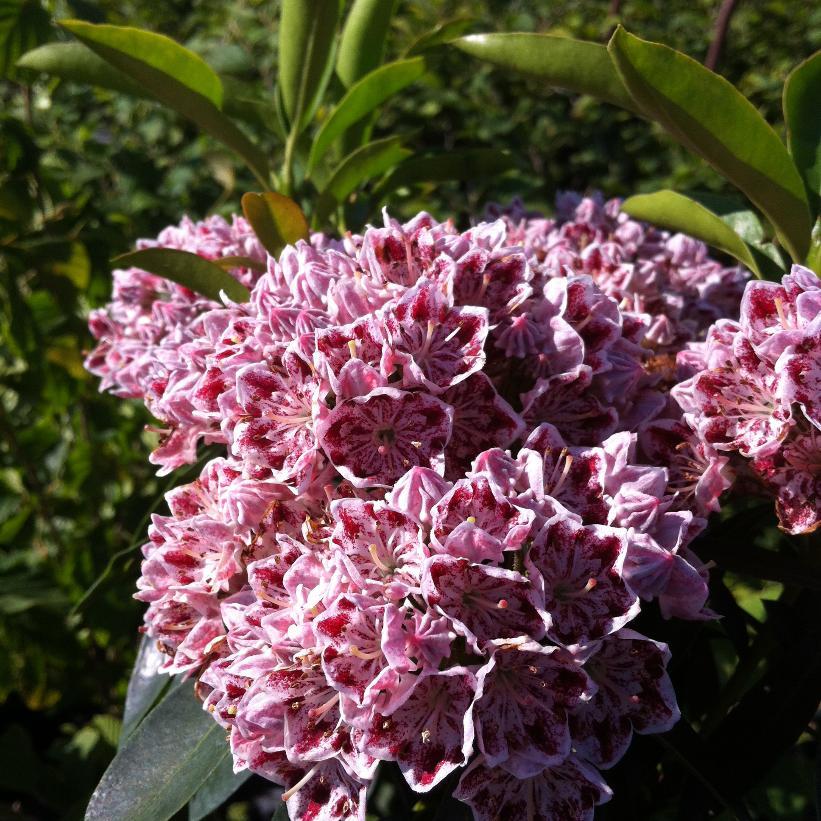 Kalmia Latifolia Minuet - View 8 from www redcrocus com