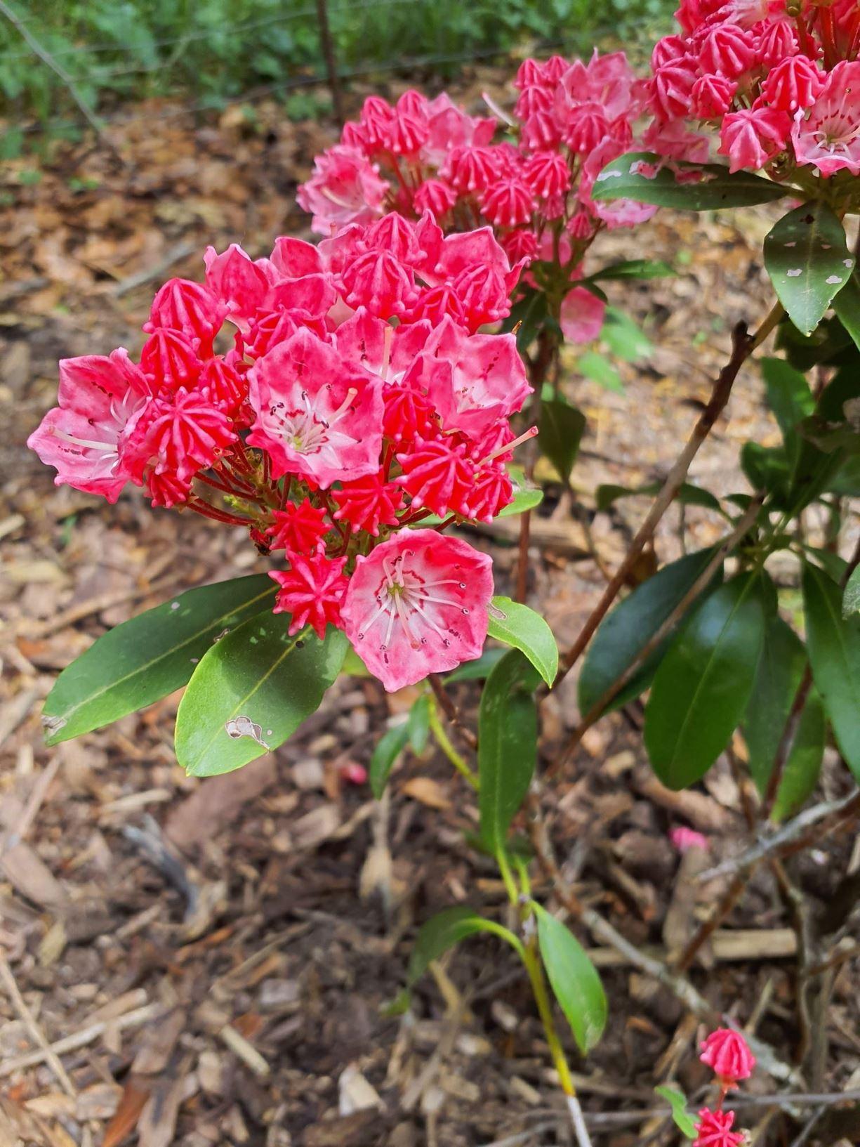 Kalmia Latifolia Sarah - View 10 from www redcrocus com