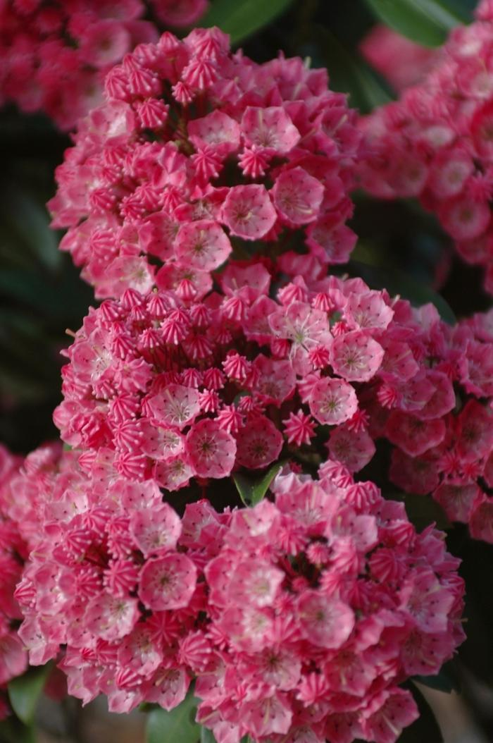Kalmia Latifolia Sarah - View 12 from www redcrocus com
