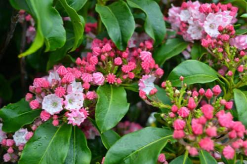 Kalmia Latifolia Sarah - View 13 from www redcrocus com