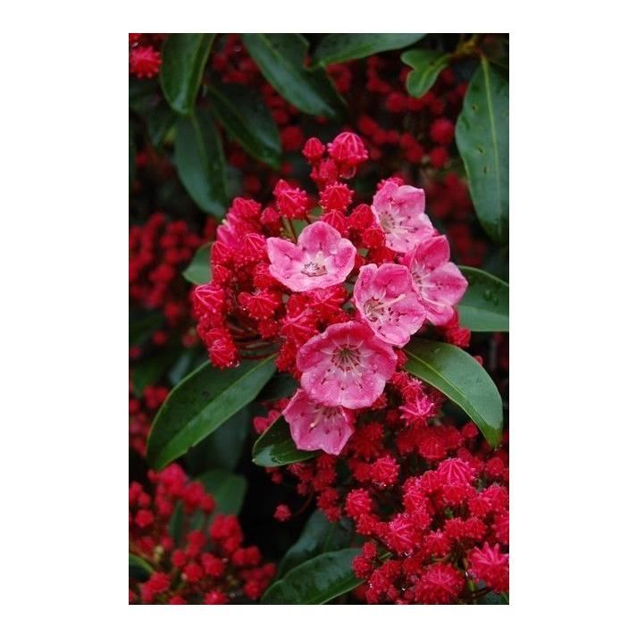 Kalmia Latifolia Sarah - View 14 from www redcrocus com
