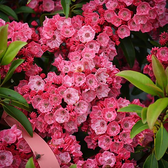 Kalmia Latifolia Sarah - View 16 from www redcrocus com