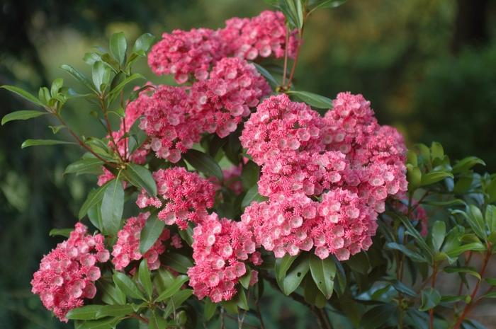 Kalmia Latifolia Sarah - View 2 from www redcrocus com