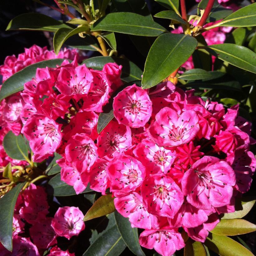 Kalmia Latifolia Sarah - View 6 from www redcrocus com