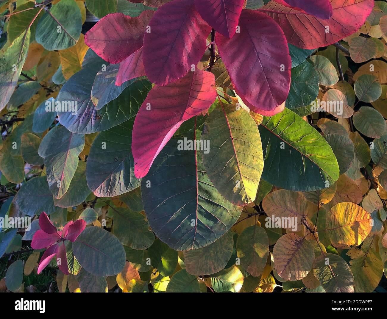 Cotinus Coggygria Grace - View 12 from www redcrocus com