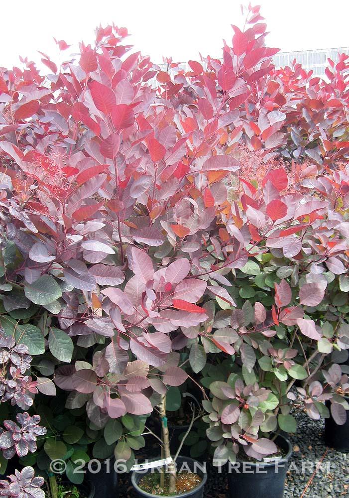 Cotinus Coggygria Grace - View 13 from www redcrocus com