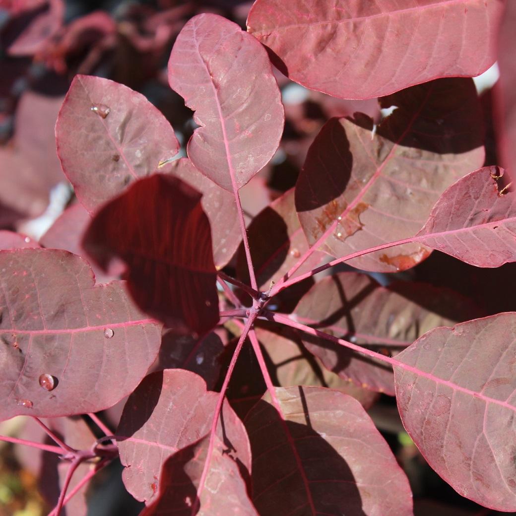 Cotinus Coggygria Grace - View 18 from www redcrocus com
