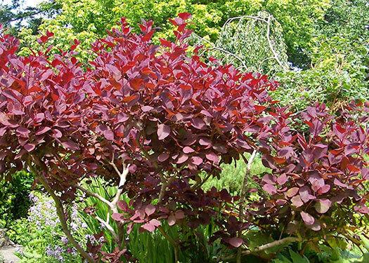 Cotinus Coggygria Grace - View 19 from www redcrocus com