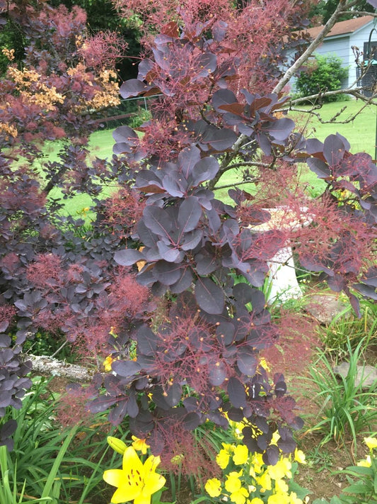 Cotinus Coggygria Grace - View 1 from www redcrocus com