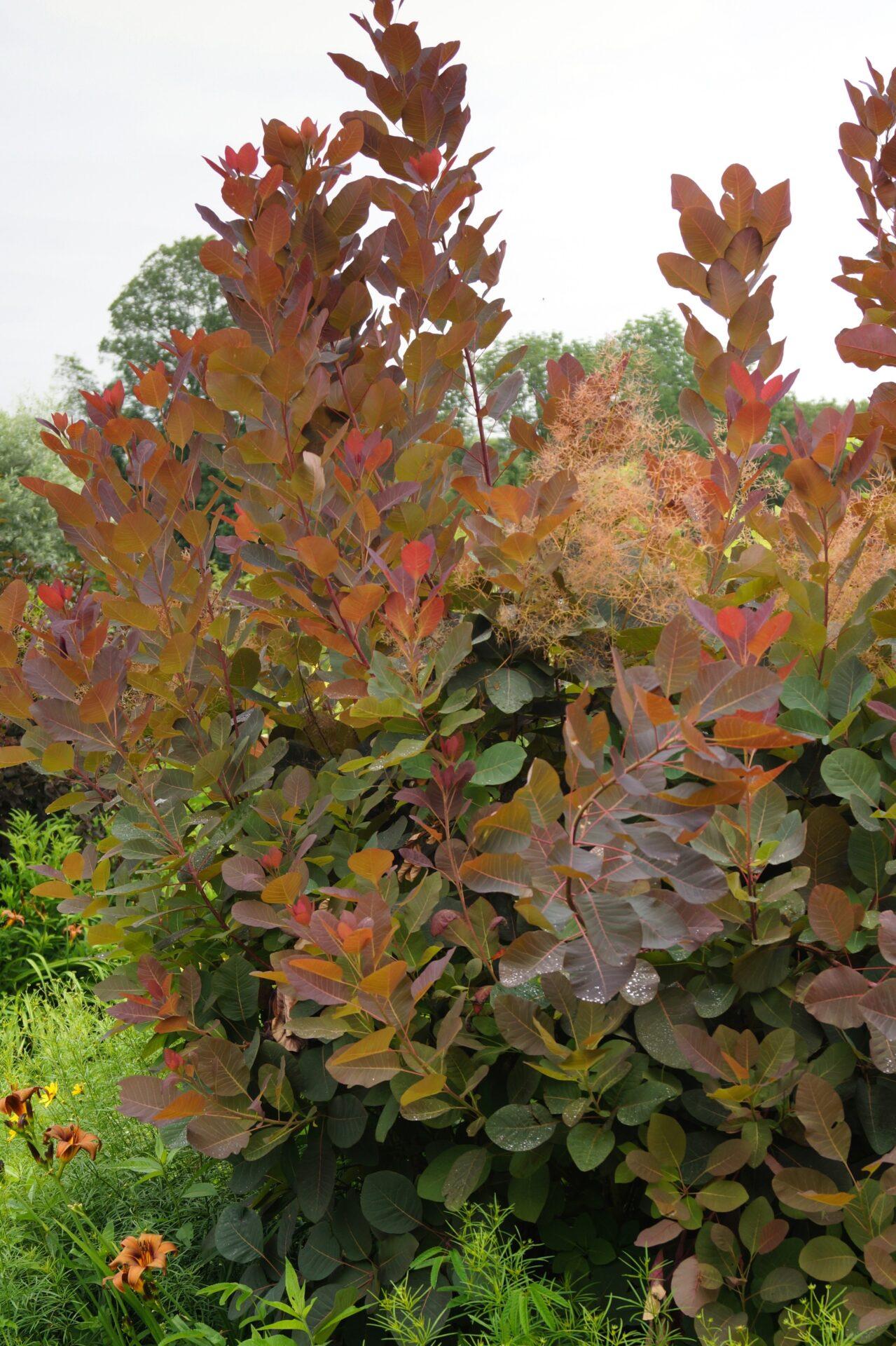 Cotinus Coggygria Grace - View 2 from www redcrocus com