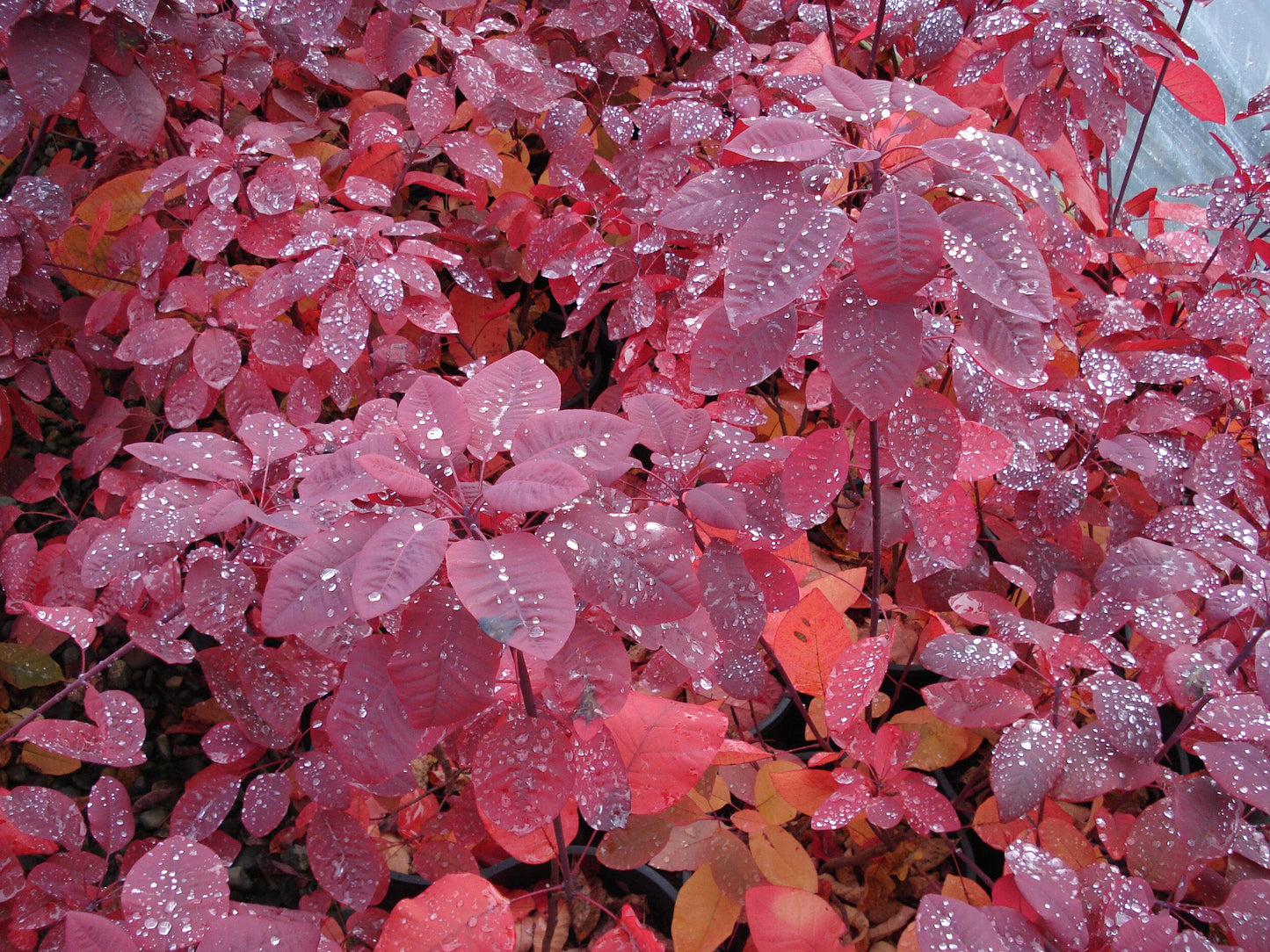 Cotinus Coggygria Grace - View 4 from www redcrocus com