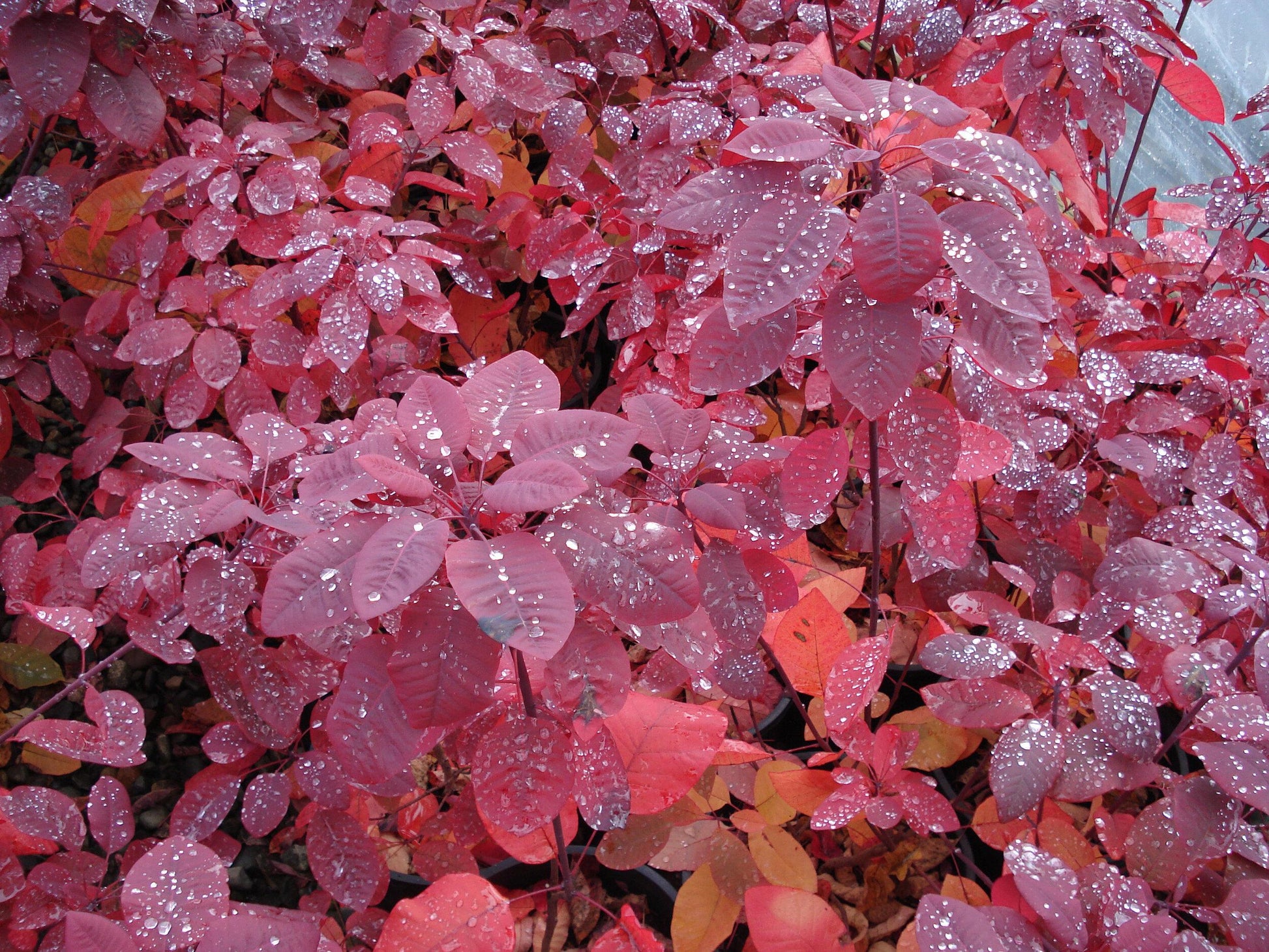 Cotinus Coggygria Grace - View 4 from www redcrocus com