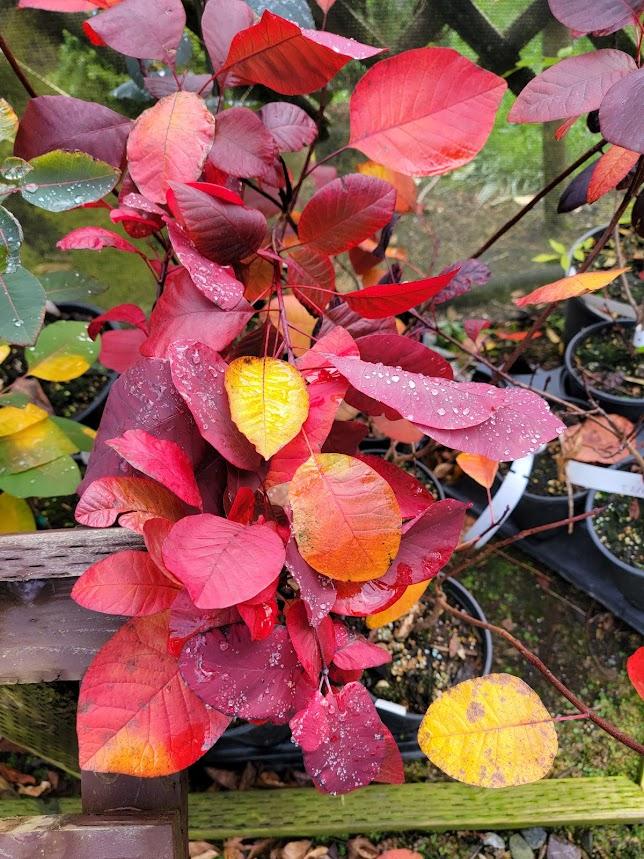 Cotinus Coggygria Grace - View 6 from www redcrocus com