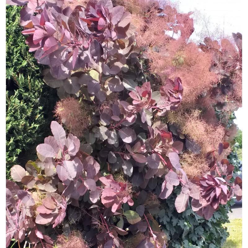 Cotinus Coggygria Grace - View 8 from www redcrocus com