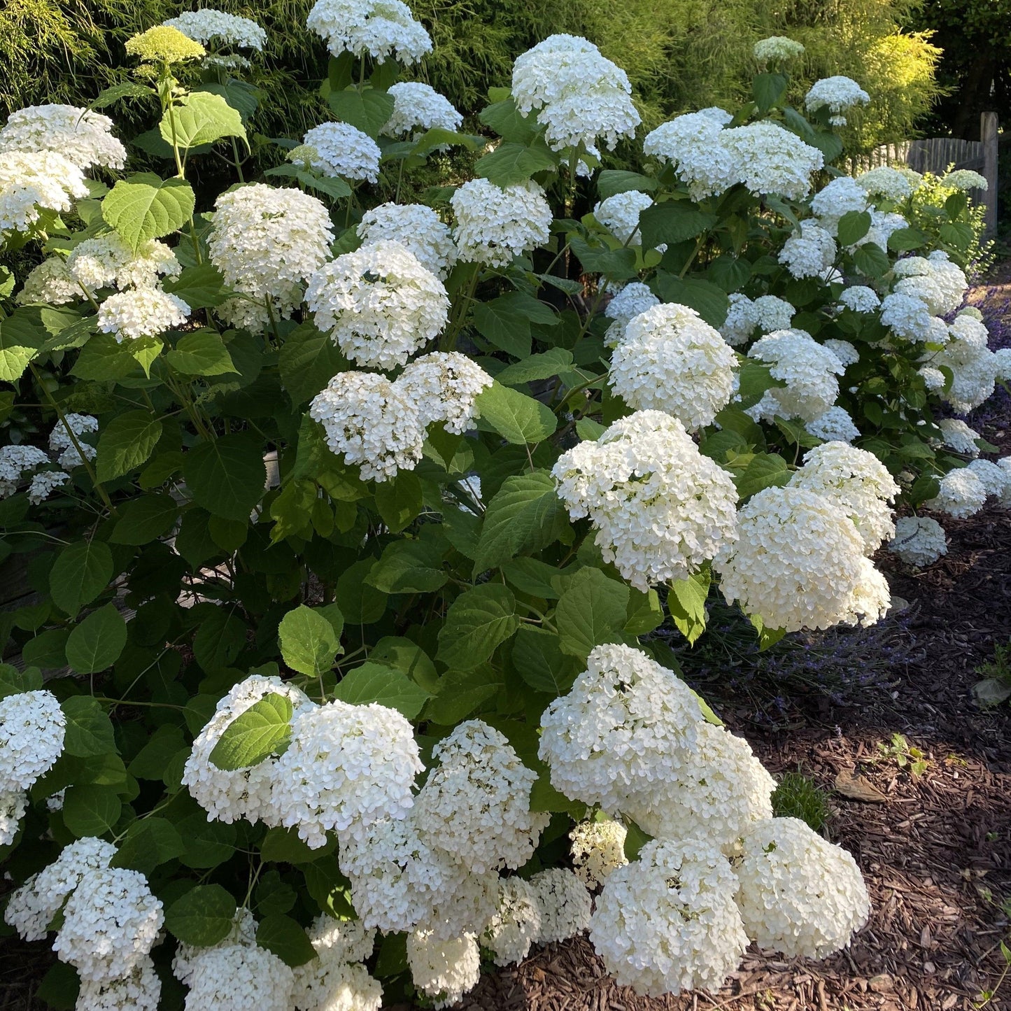Hydrangea Arborescens Incrediball - View 11 from www redcrocus com