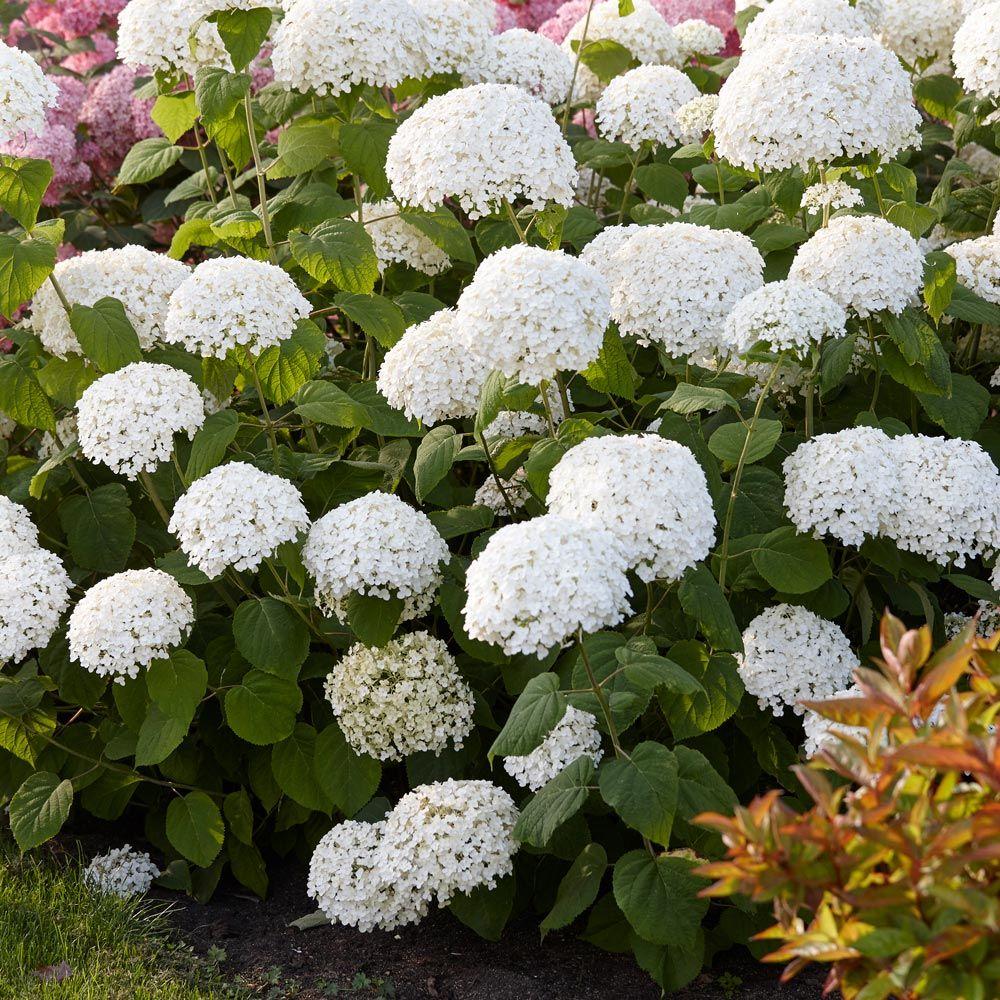 Hydrangea Arborescens Incrediball - View 12 from www redcrocus com