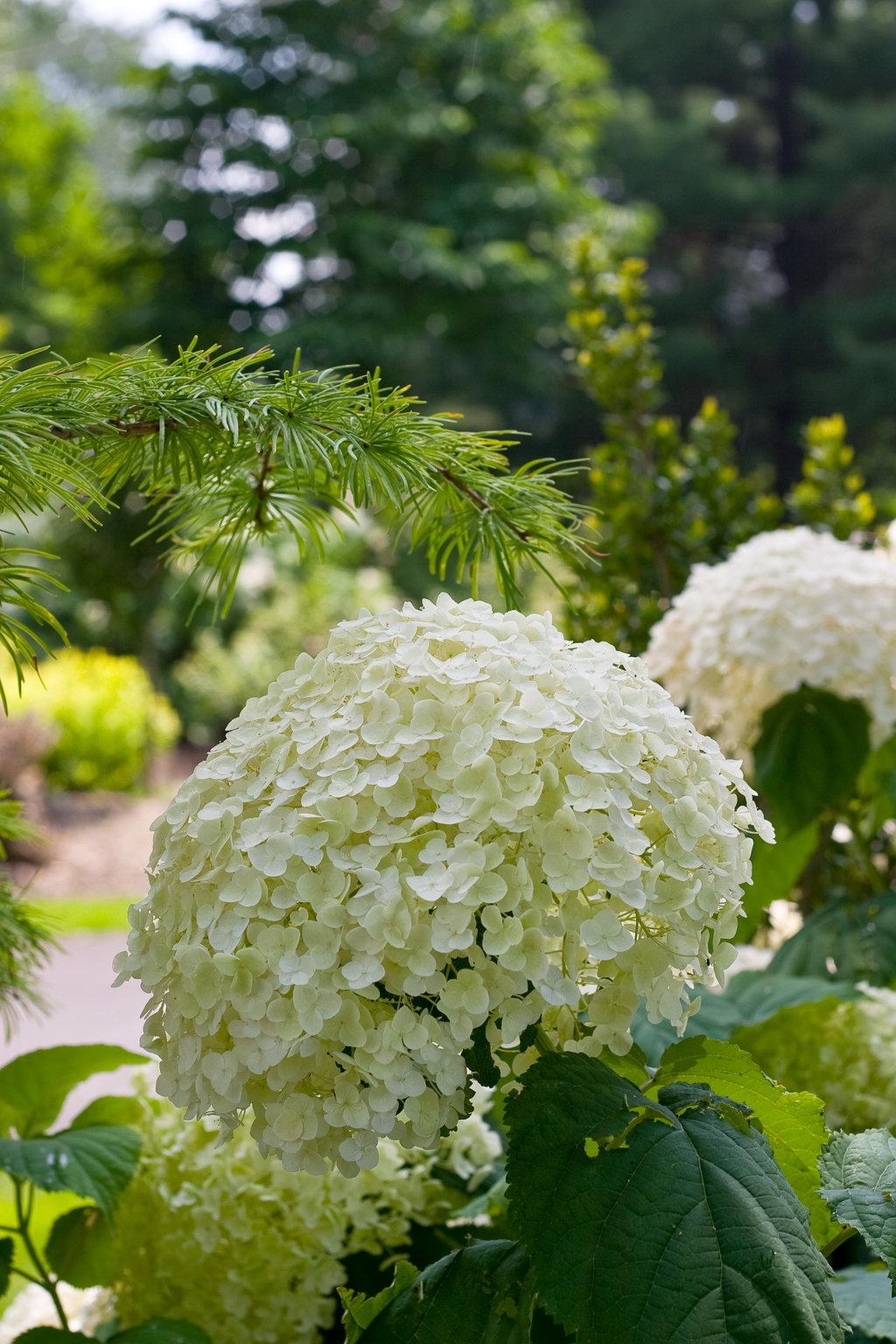 Hydrangea Arborescens Incrediball - View 14 from www redcrocus com