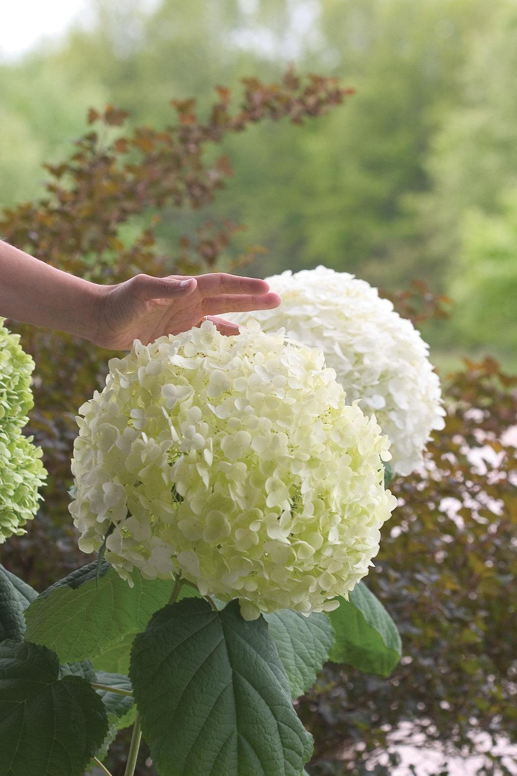 Hydrangea Arborescens Incrediball - View 16 from www redcrocus com
