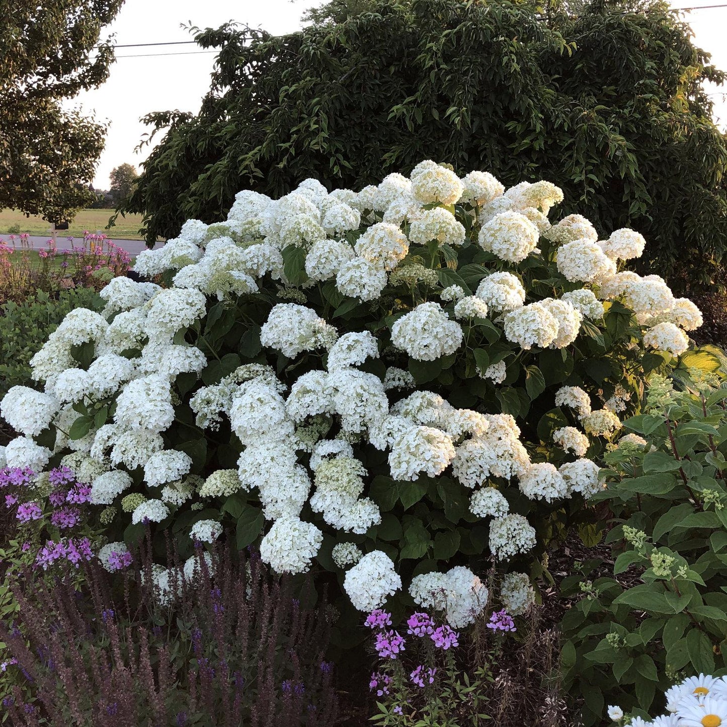 Hydrangea Arborescens Incrediball - View 18 from www redcrocus com