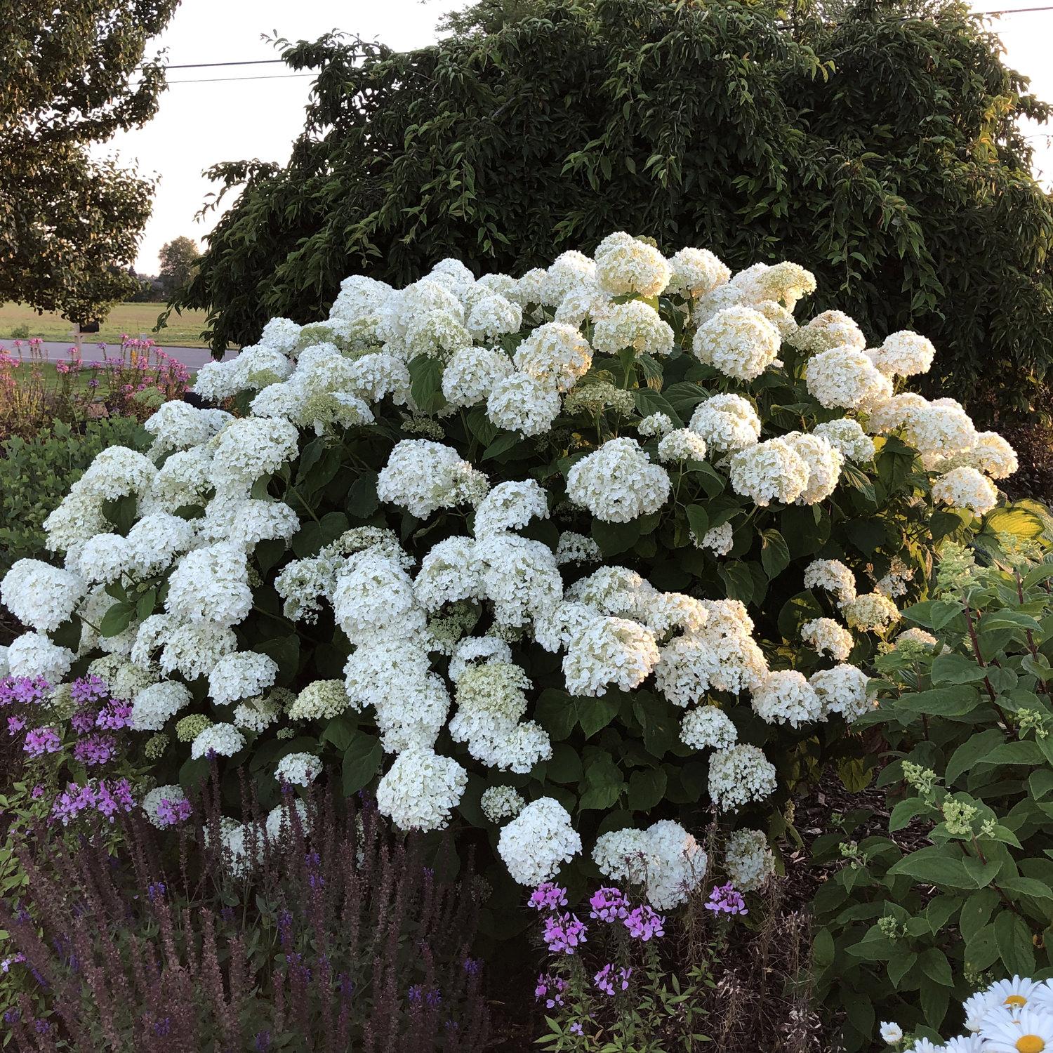 Hydrangea Arborescens Incrediball - View 18 from www redcrocus com
