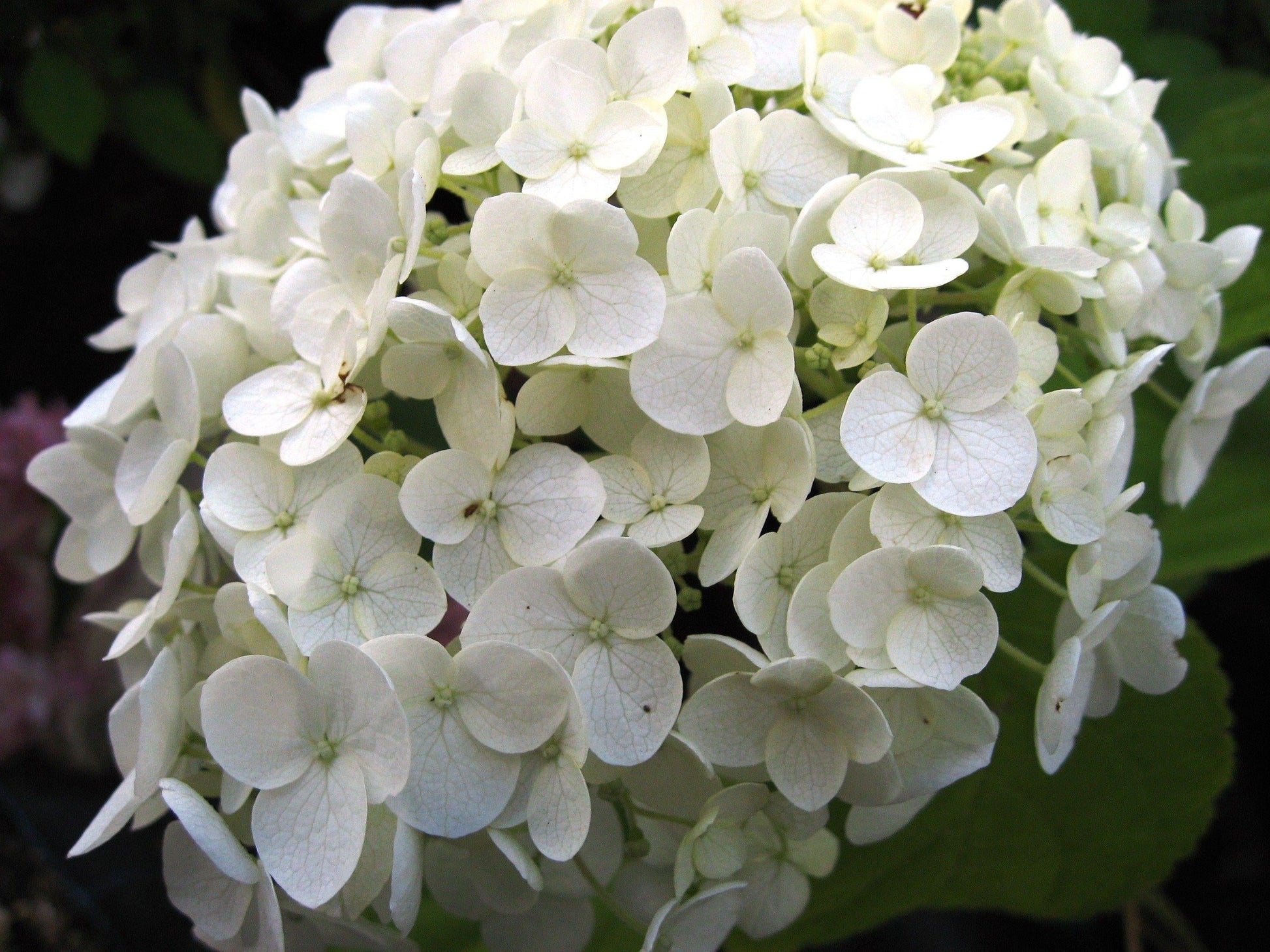 Hydrangea Arborescens Incrediball - View 19 from www redcrocus com