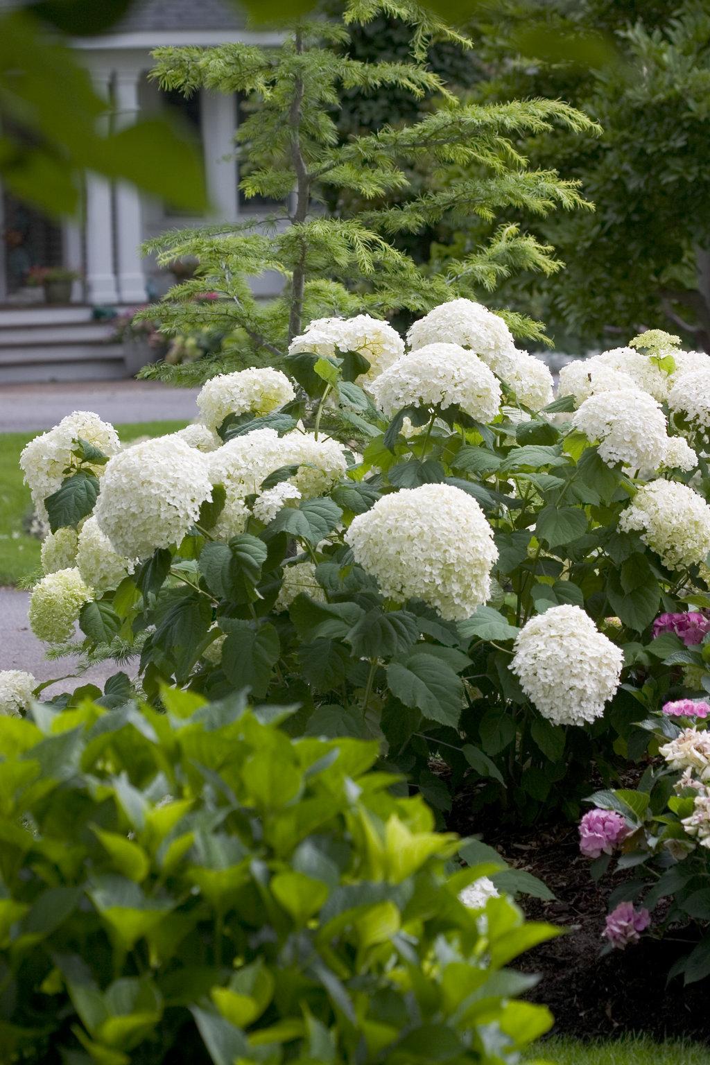 Hydrangea Arborescens Incrediball - View 2 from www redcrocus com