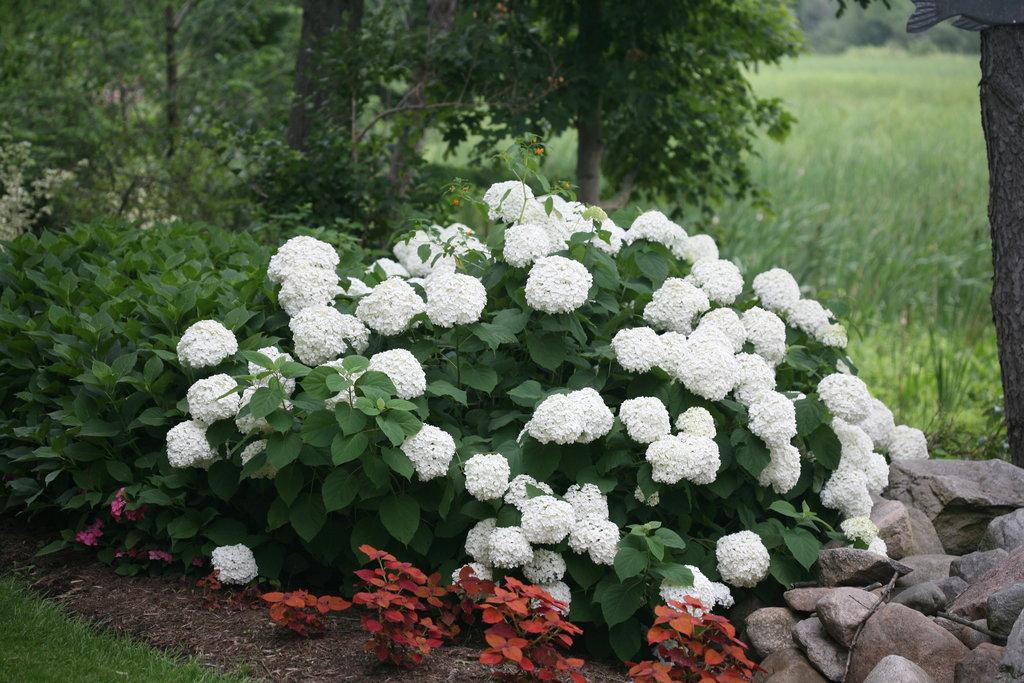 Hydrangea Arborescens Incrediball - View 3 from www redcrocus com