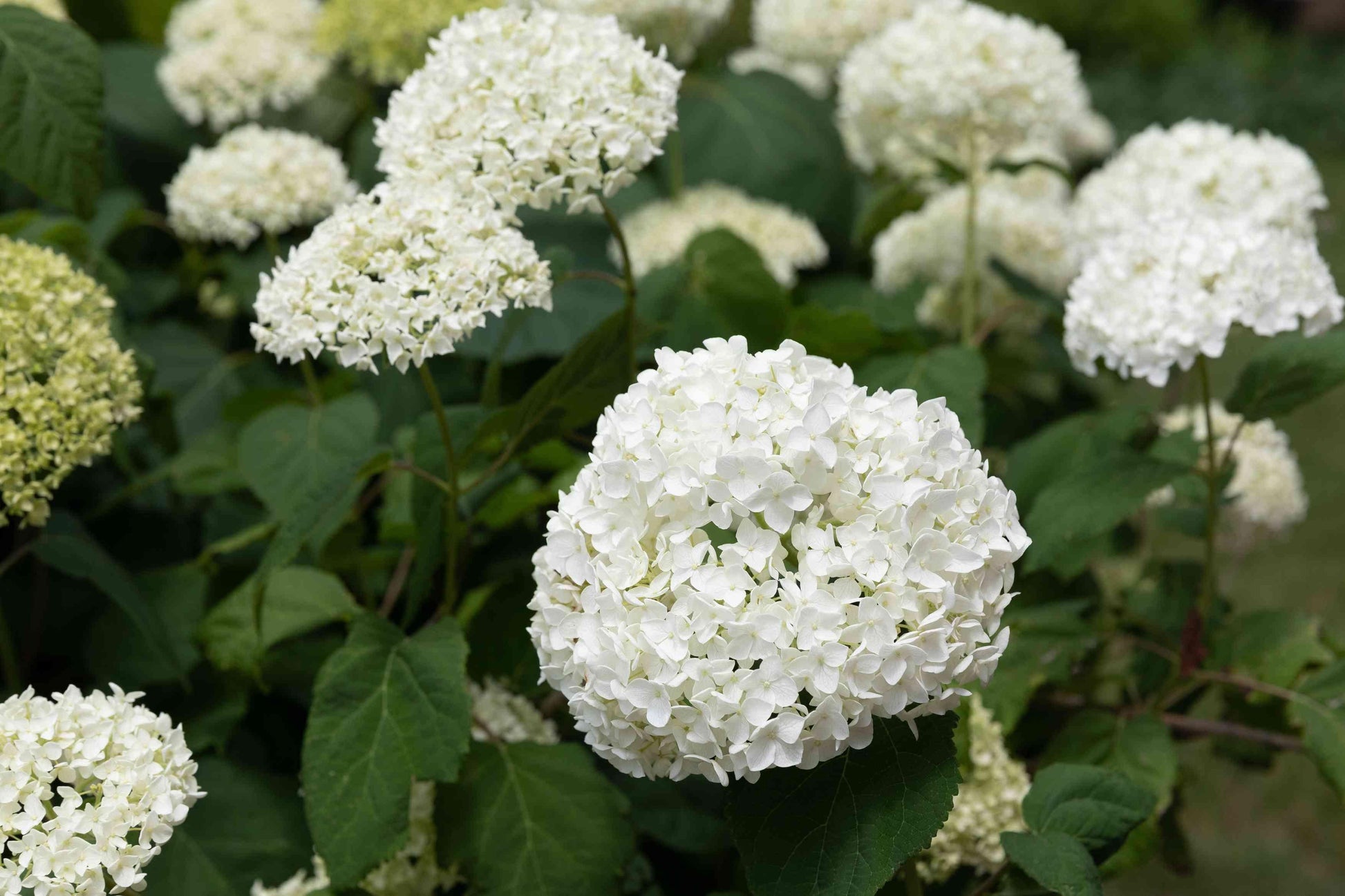 Hydrangea Arborescens Incrediball - View 4 from www redcrocus com