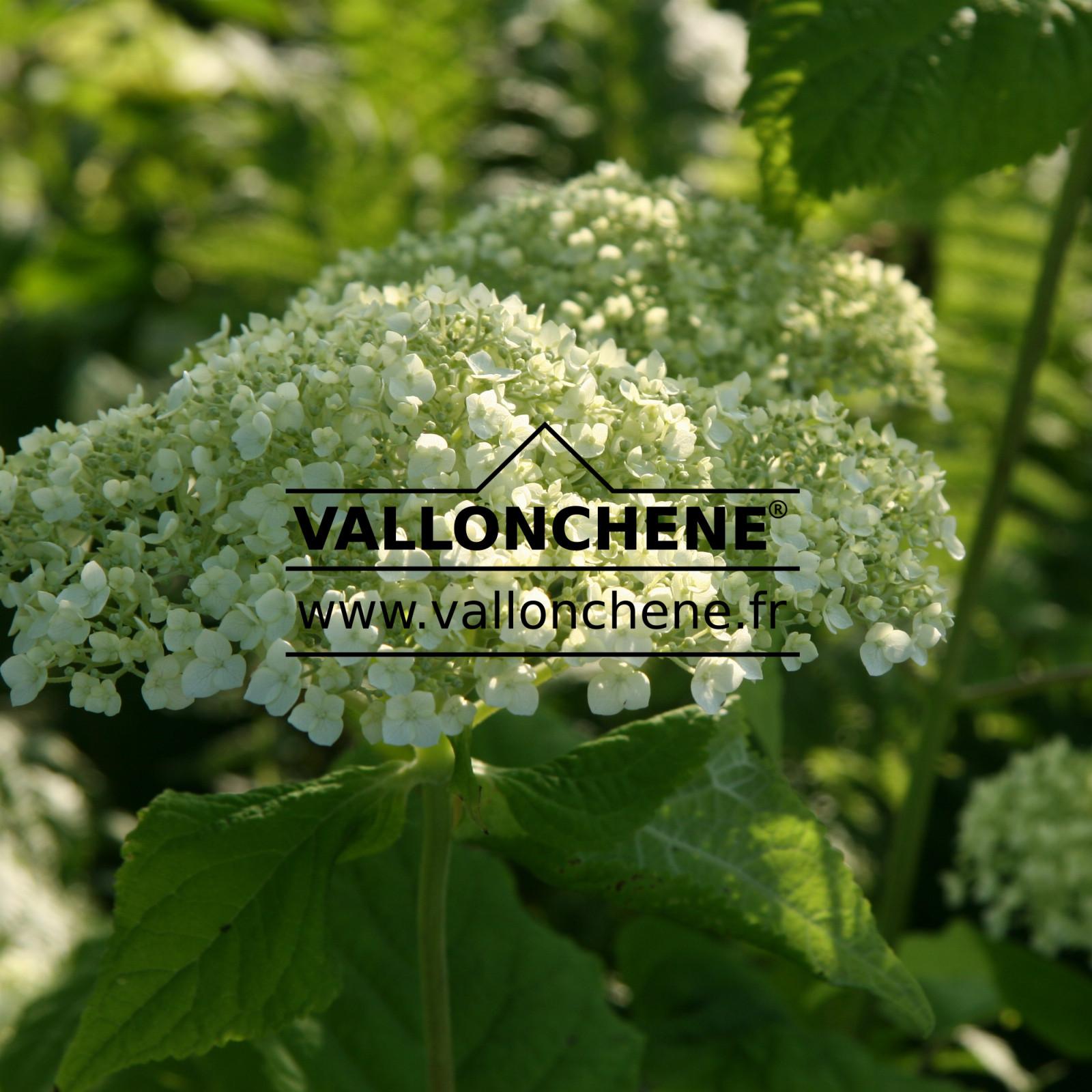 Hydrangea Arborescens Incrediball - View 6 from www redcrocus com