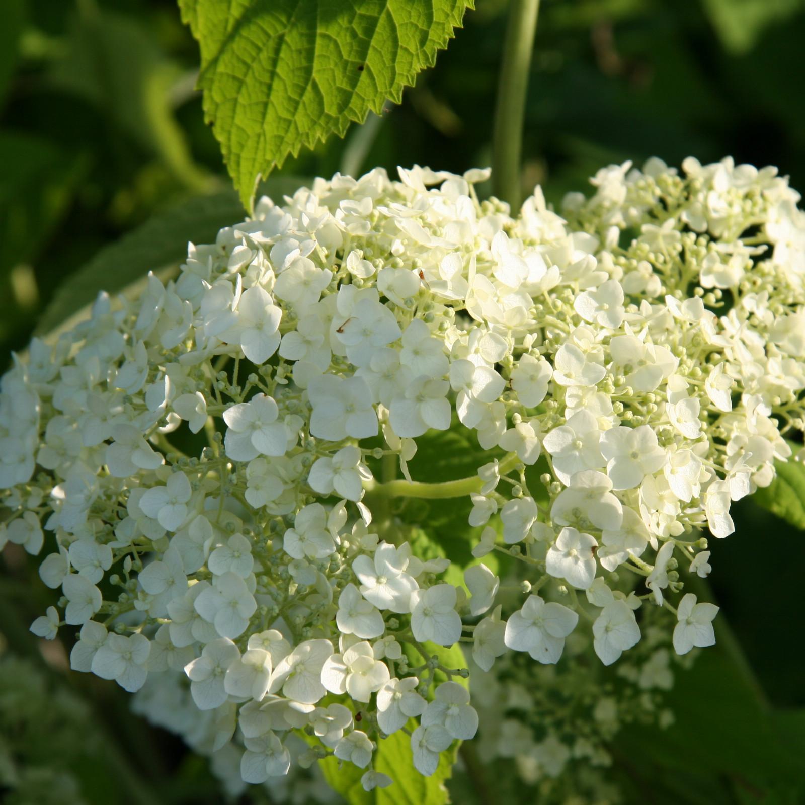 Hydrangea Arborescens Incrediball - View 9 from www redcrocus com