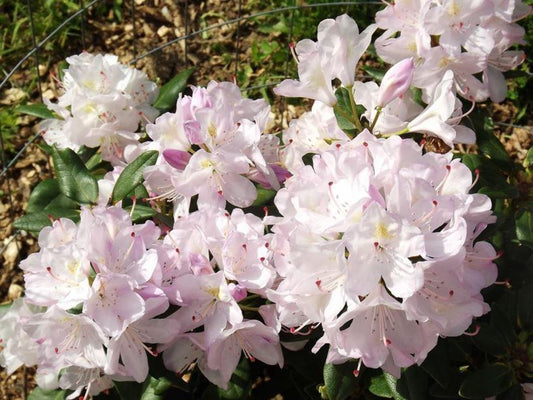 Rhododendron Album - View 10 from www redcrocus com