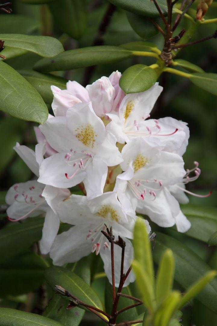 Rhododendron Album - View 11 from www redcrocus com