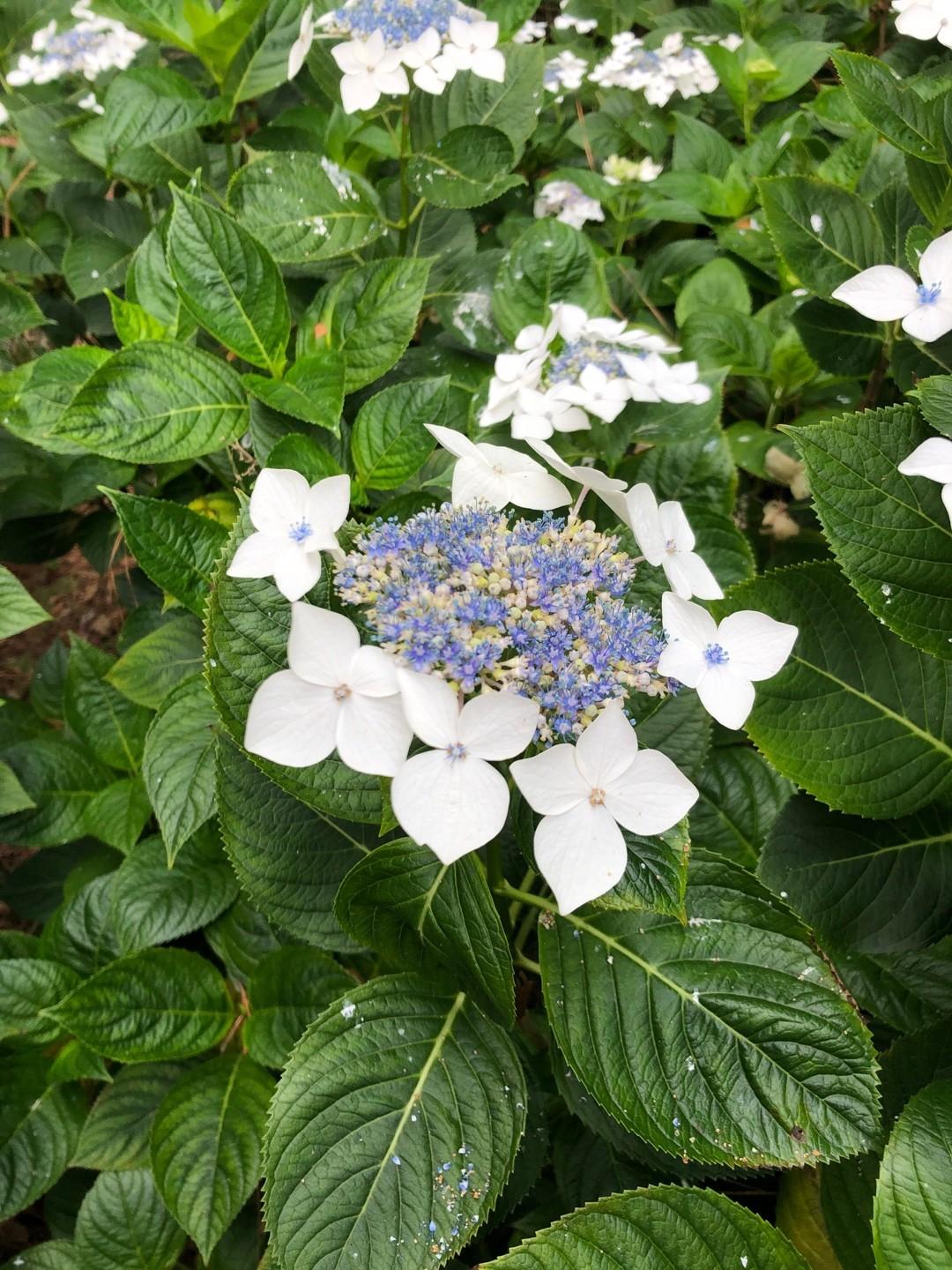 Hydrangea Macrophylla Lanarth White - View 18 from www redcrocus com