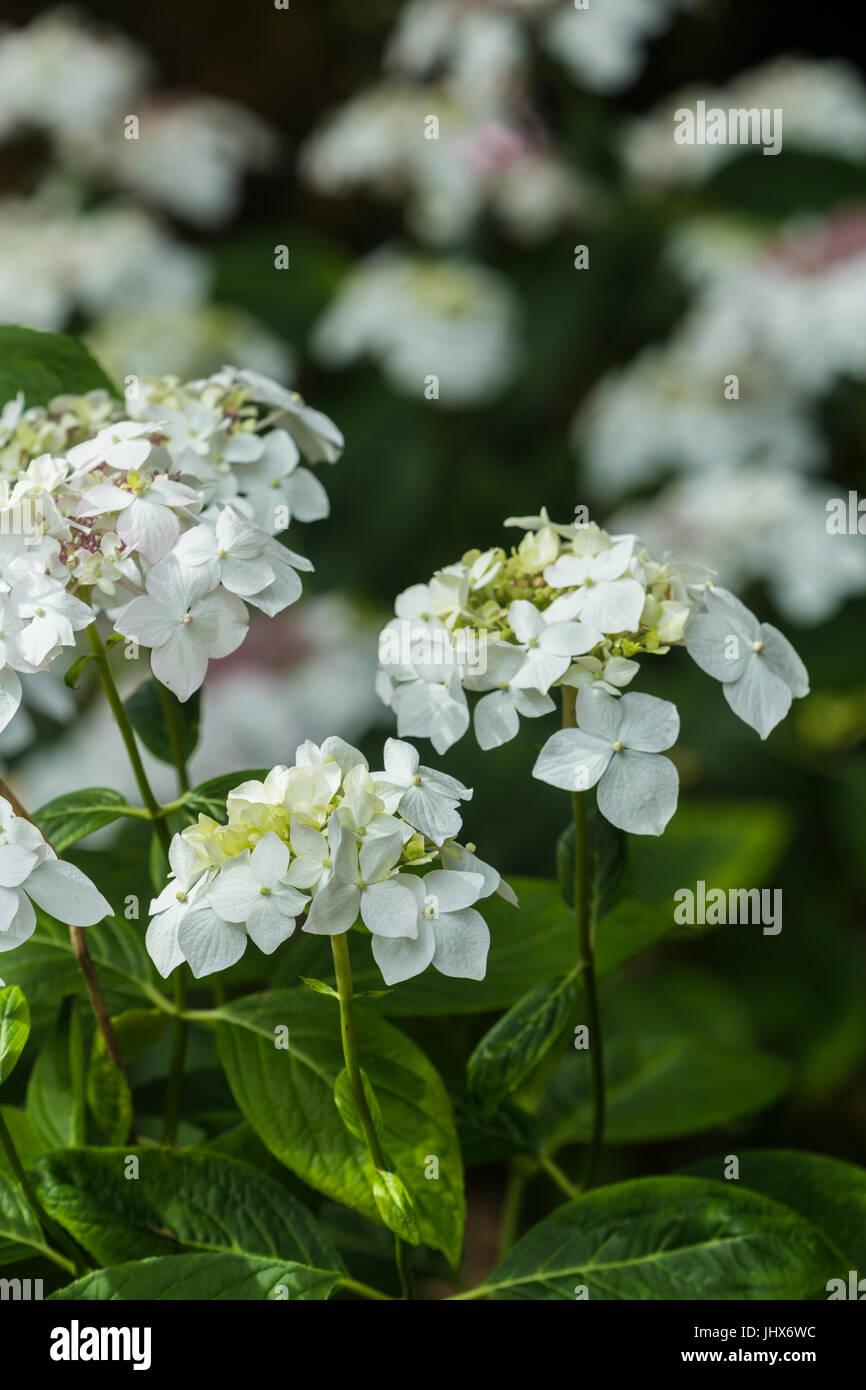 Hydrangea Macrophylla Lanarth White - View 19 from www redcrocus com