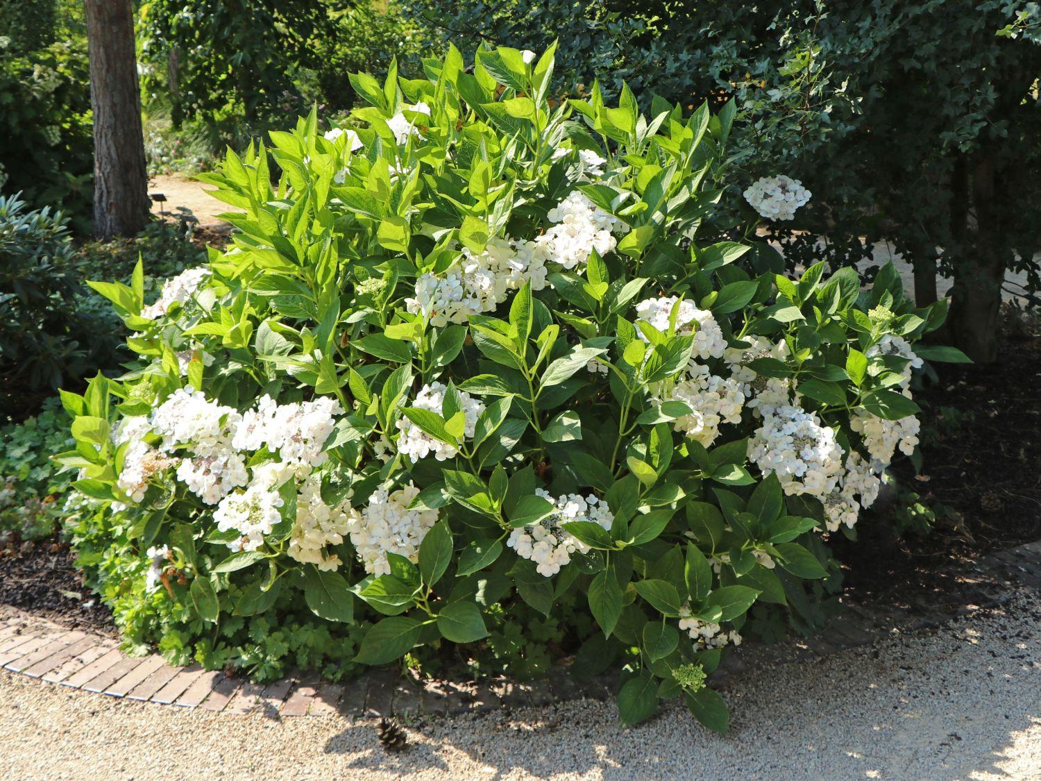 Hydrangea Macrophylla Lanarth White - View 5 from www redcrocus com