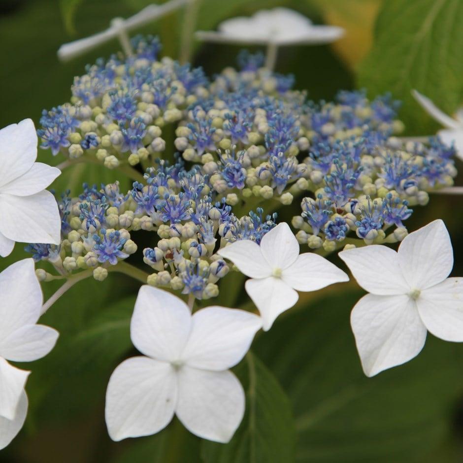 Hydrangea Macrophylla Lanarth White - View 6 from www redcrocus com