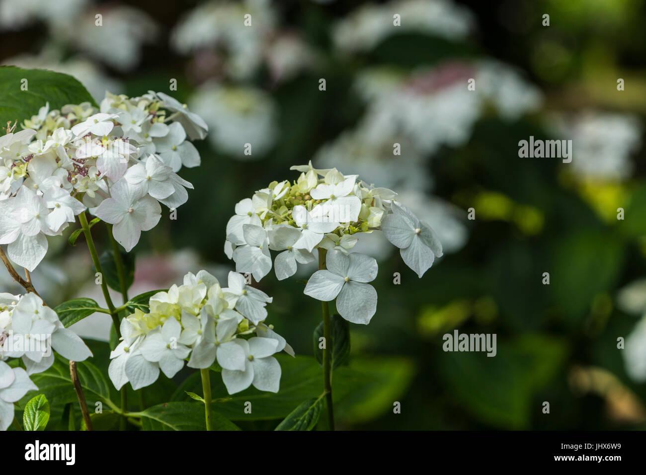 Hydrangea Macrophylla Lanarth White - View 7 from www redcrocus com