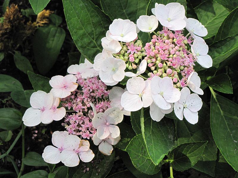 Hydrangea Macrophylla Lanarth White - View 8 from www redcrocus com
