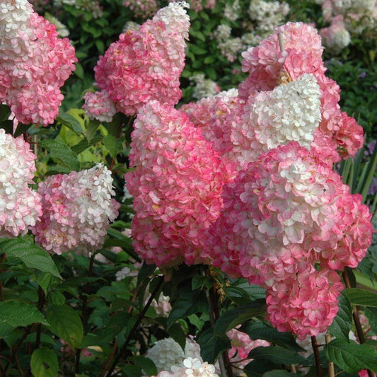 Hydrangea Paniculata Vanilla Strawberry - View 1 from www redcrocus com