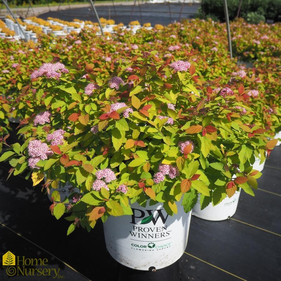 Spirea Japonica Double Play Big Bang - View 10 from www redcrocus com