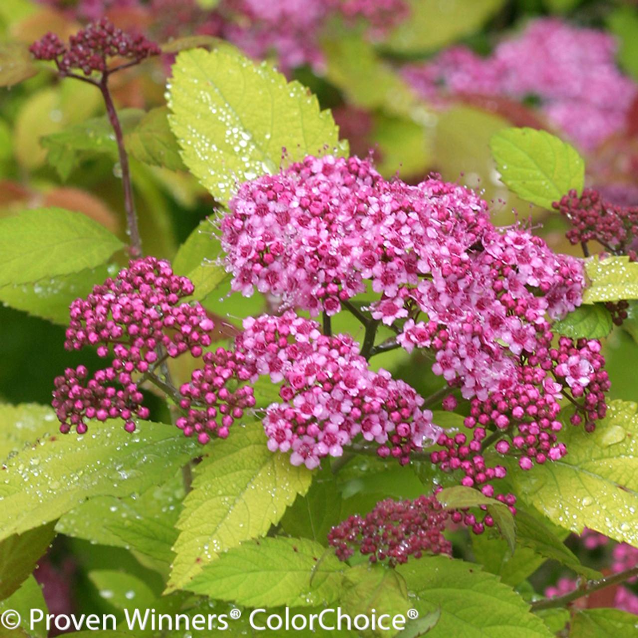 Spirea Japonica Double Play Big Bang - View 14 from www redcrocus com